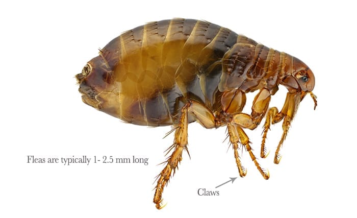 pestaway-fleas