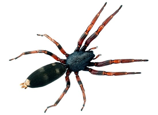 whitetailed-spider2 whitetailed-spider2