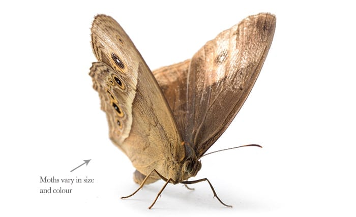 pestaway-moths