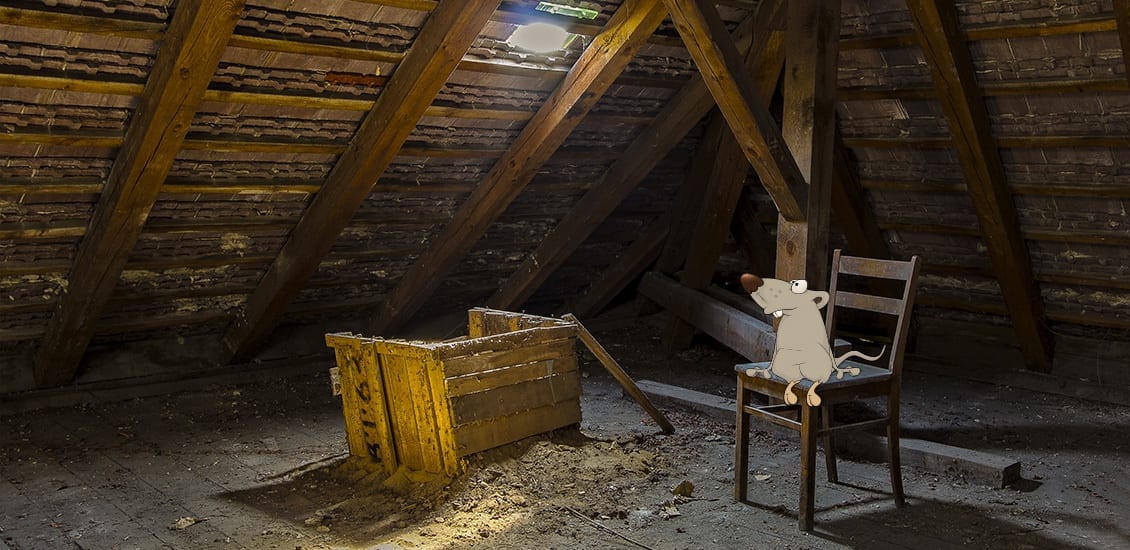 rat-on-chair